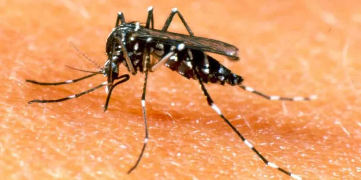 40 municipios poblanos han registrado 645 casos de Dengue