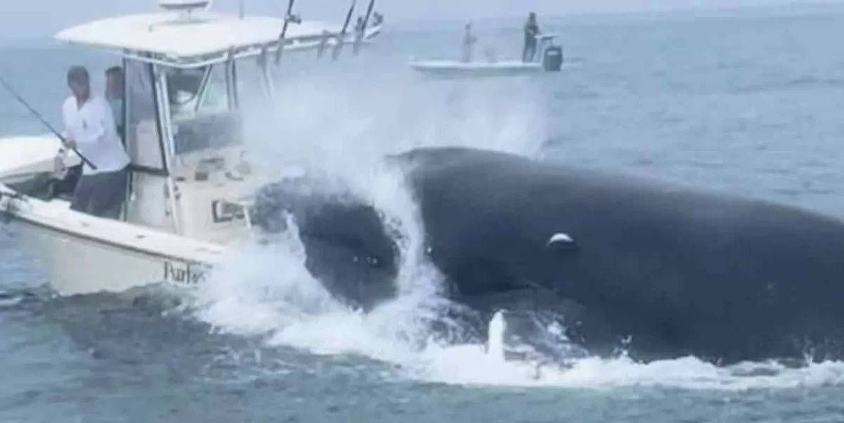 Barco de pesca es embestido y hundido por una enorme ballena en Portsmouth