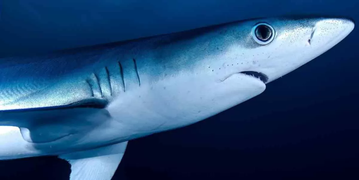 Brasil. Detectan presencia de cocaína en tiburones 