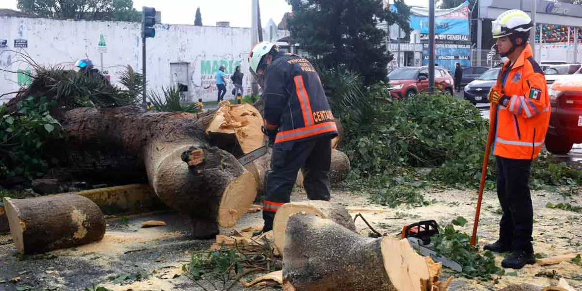La resistencia de árboles durante temporada de lluvias es impredecible: Adán Domínguez