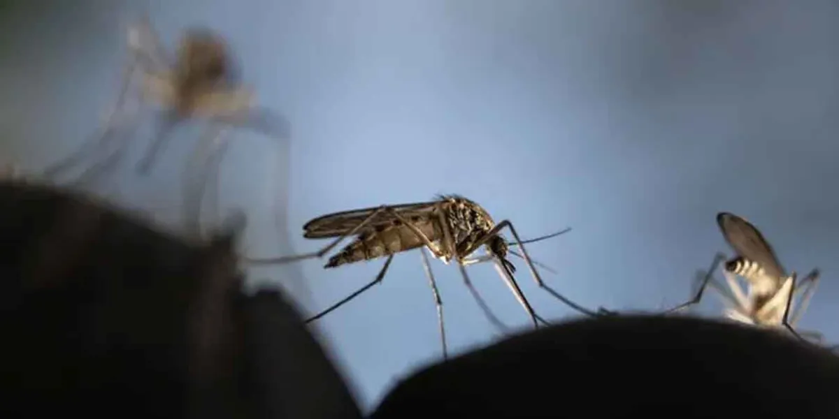 El Dengue castiga las zonas de la Mixteca y Sierra Negra