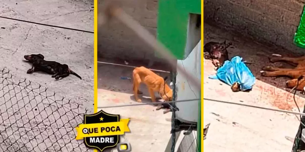 IMÁGENES SENSIBLES. Usaban perros muertos para darle de comer a otros caninos