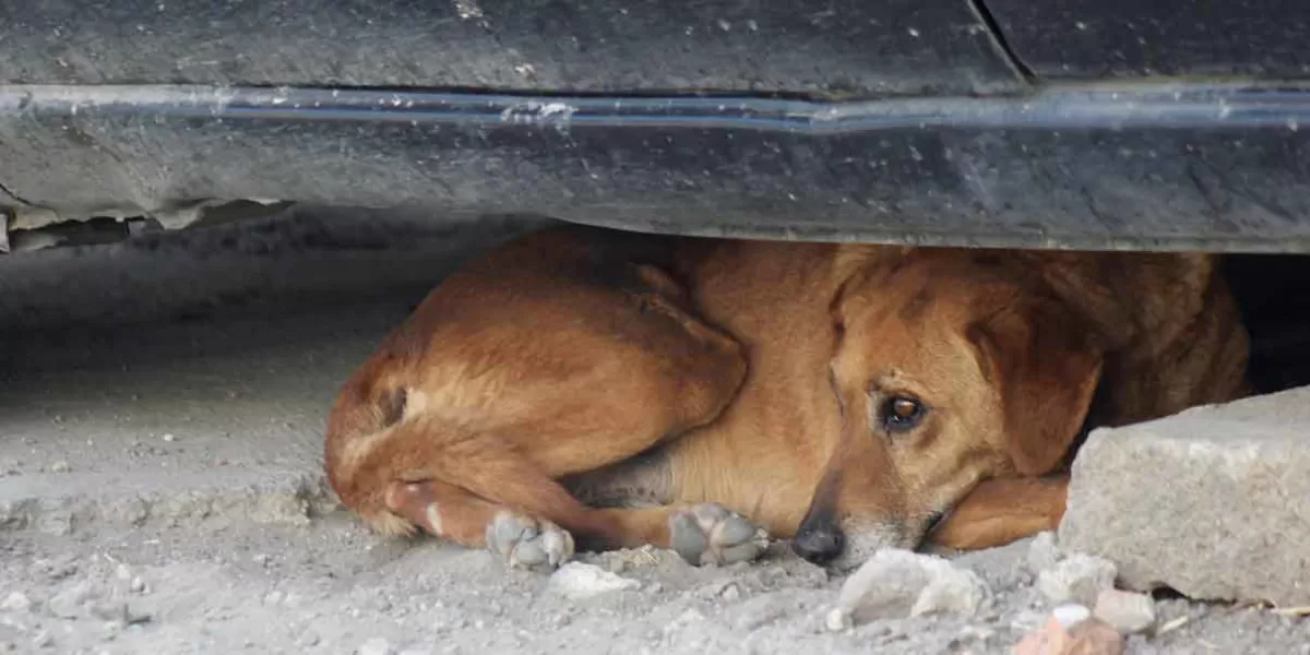 VIDEO. En Pahuatlán sujeto arroja a perro desde segundo piso