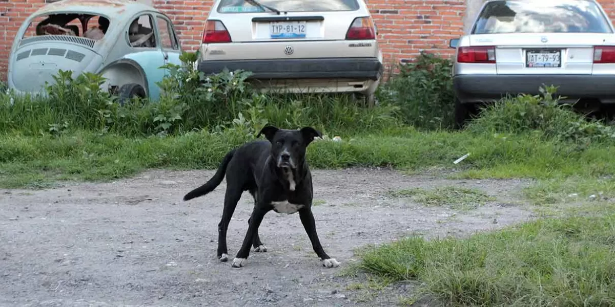 En 3 años, en Puebla subieron las denuncias por maltrato animal; “hay más conciencia”