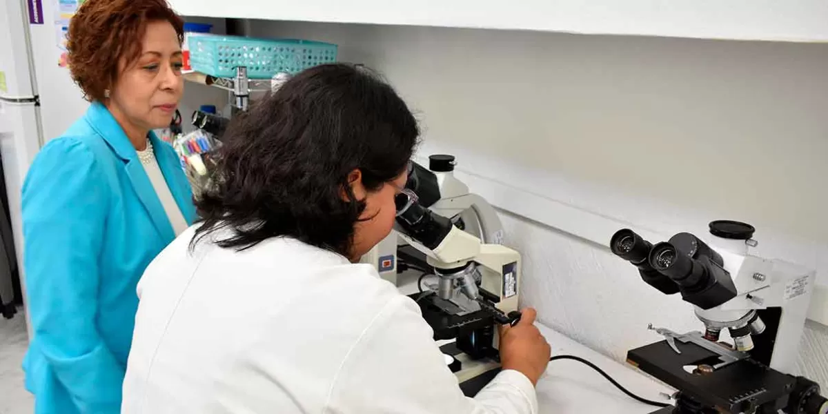 Nanopartículas de oro y extractos vegetales, alternativa contra infecciones bacterianas: BUAP