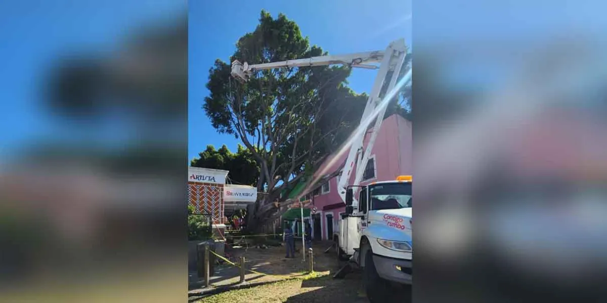 Árbol del Barrio del Artista será retirado poco a poco