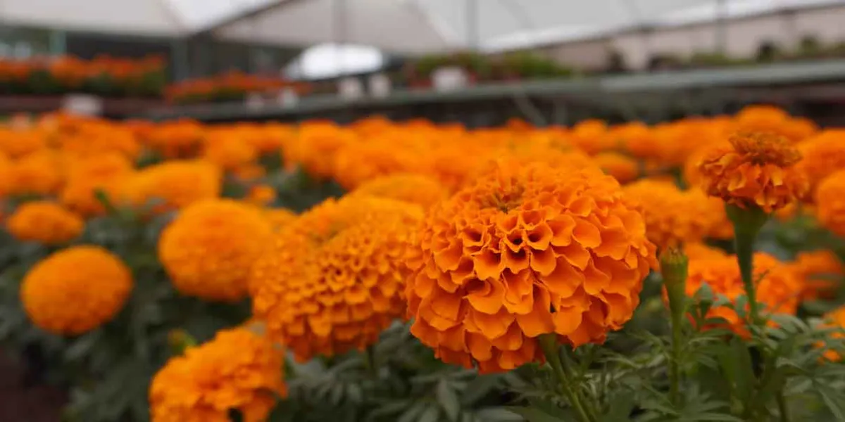 Comenzó el corte de Flor de Cempasúchil y Terciopelo en la región de Atlixco