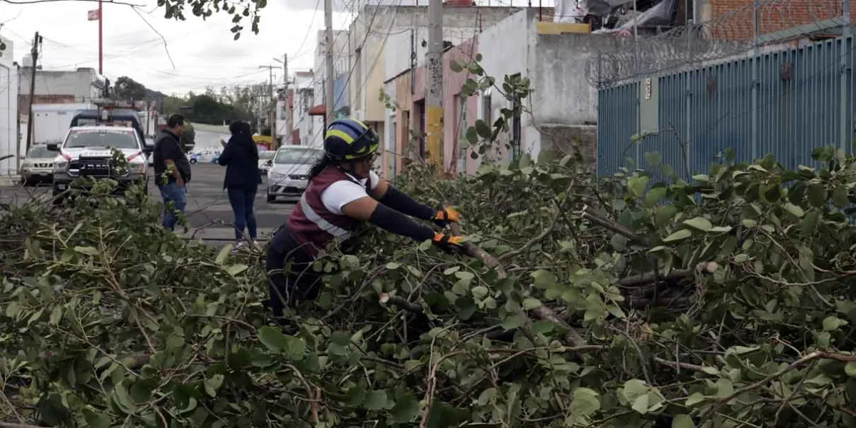 Fuerte viento derriba árboles y daña espectaculares en la zona conurbada