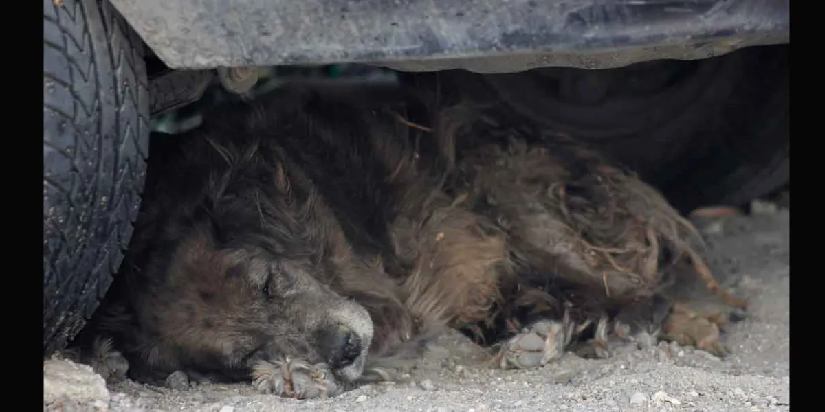 Protectores de animales marcharán contra la falta de justicia por perros asesinados 