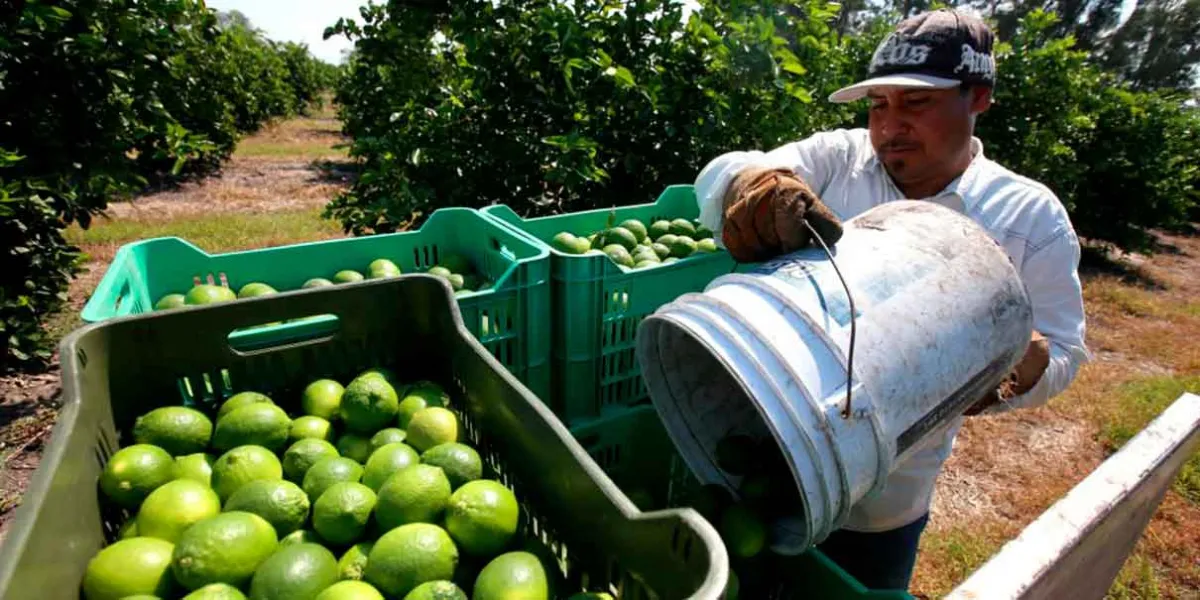 Crece el cobro de piso para limoneros de Michoacán