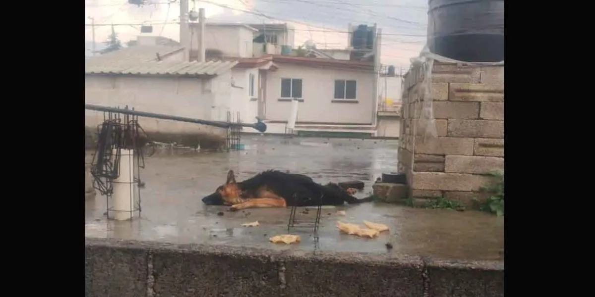 Genera gran indignación caso de maltrato animal en Bosques de Amalucan 