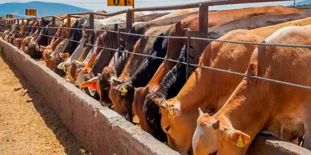 Por gusano barrenador piden cerrar la Frontera Sur a ganado de Centroamérica 