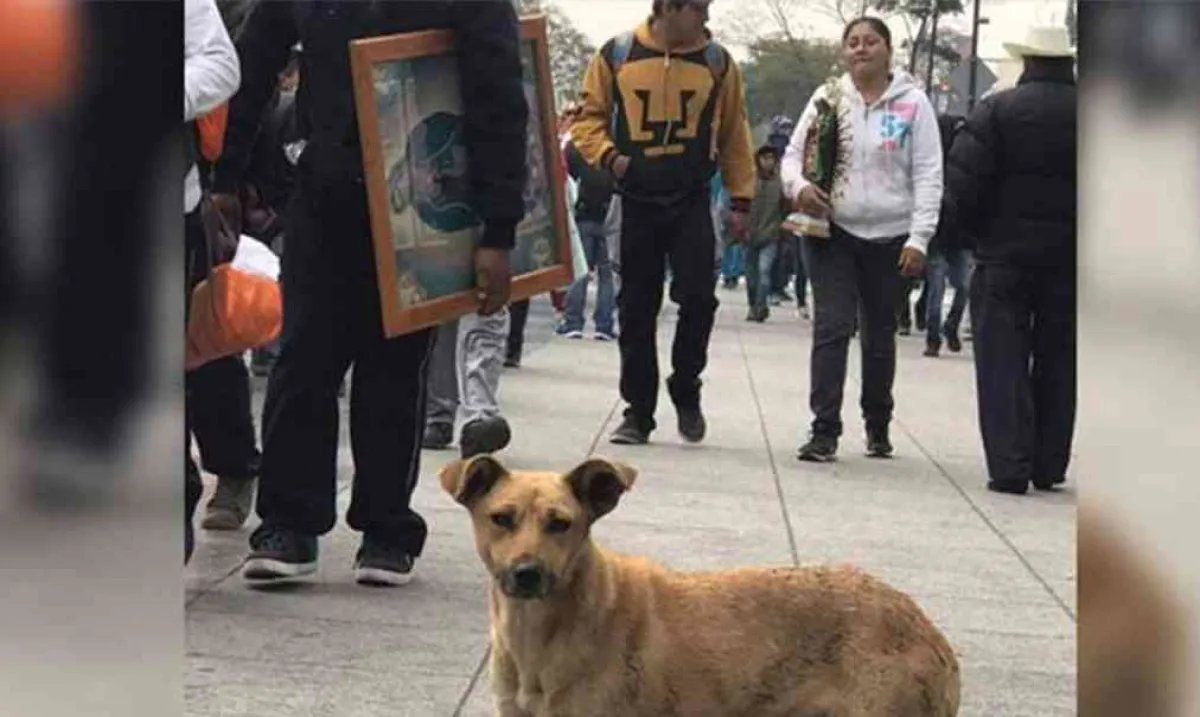 Dan a perritos “peregrinos” agua, comida y vacunas en la Basílica de Guadalupe