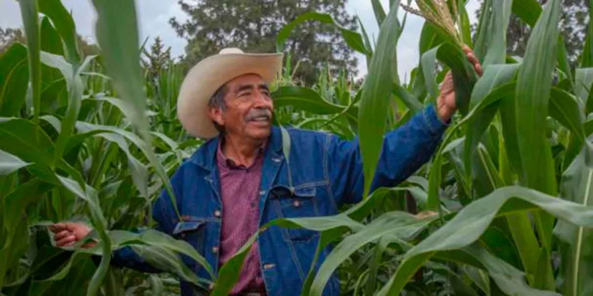 Sader comenzará la dispersión de recursos para casi 200 mil productores