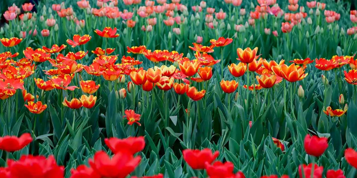 Atlixco se llena de color con el Festival del Tulipán Holandés del 8 al 16 de febrero