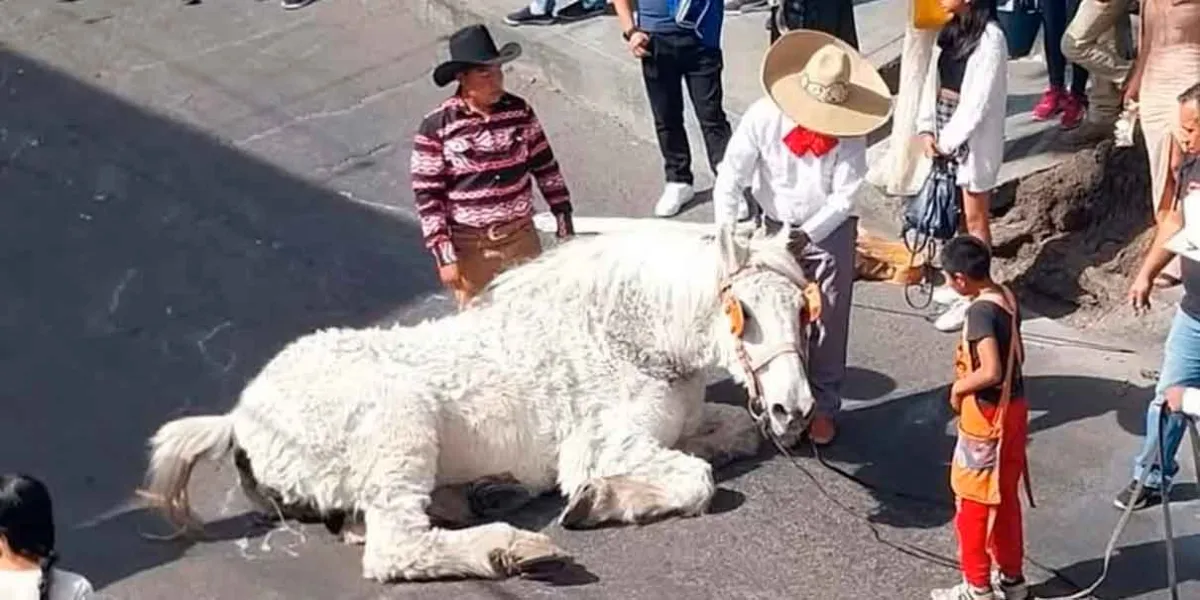 Casi muere caballo que transportaba a quinceañera en Atlixco; denuncian maltrato