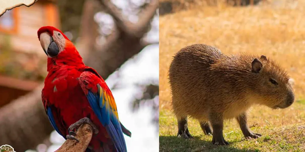 Dona tu árbol de Navidad en Cholula y disfruta descuentos exclusivos en Africam Safari y Arbo Terra
