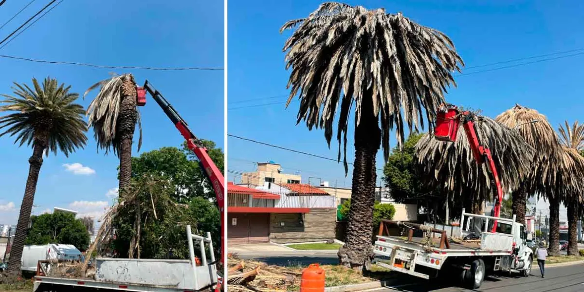 Poda de palmeras en la colonia La Paz y Avenida Juárez para prevenir riesgos