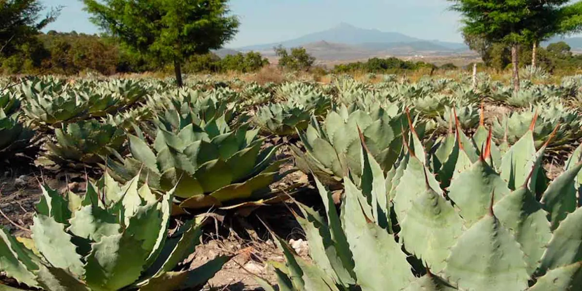 Con estrategias biotecnológicas, investigadores BUAP buscan fortalecer la producción de agave mezcalero en Puebla