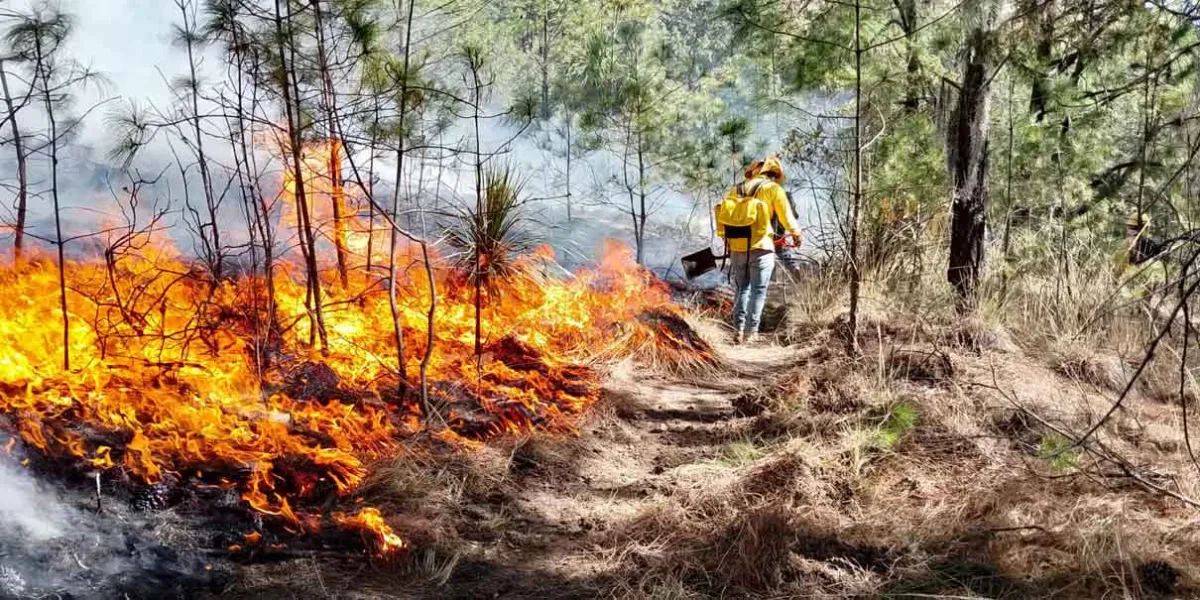 Capturan a responsables de incendios forestales en Libres y Citlaltépetl