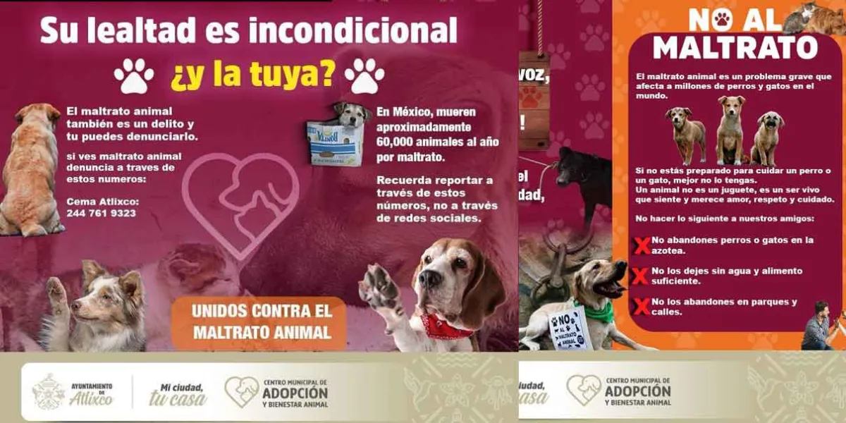 Así puedes denunciar el MALTRATO ANIMAL en Atlixco