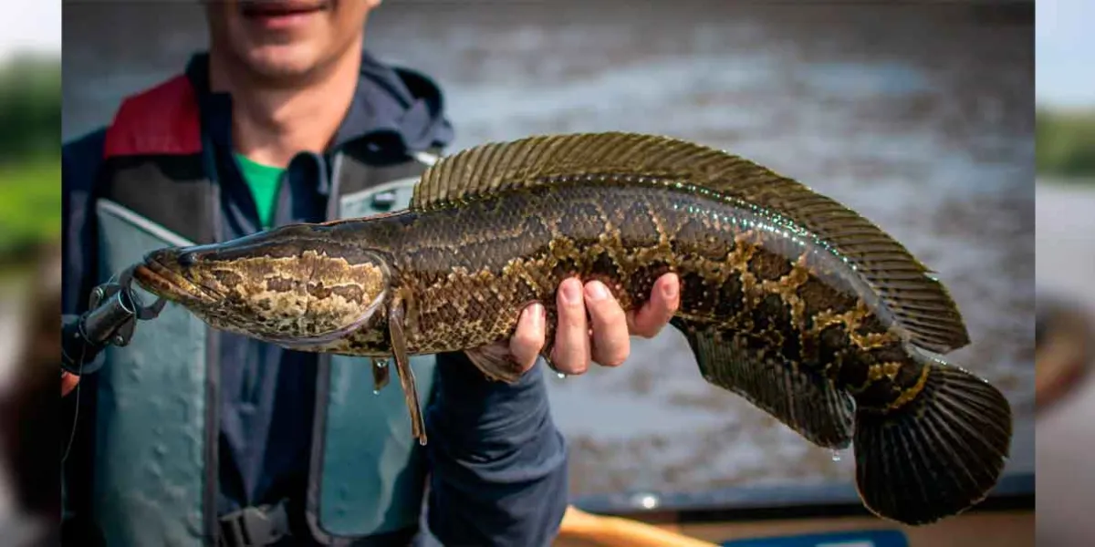 El pez cabeza de serpiente: la amenaza invasora que avanza por Estados Unidos