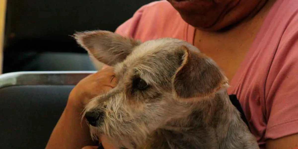 Promueven salud y cuidado animal en jornada organizada por el Gobierno de la Ciudad