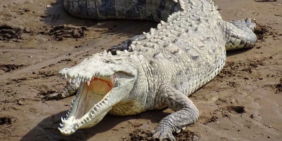 VIDEO. Enorme cocodrilo ataca y debora a hombre de Indonesia