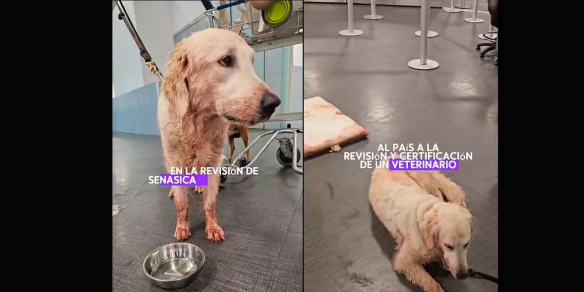 Aeroméxico responde tras caso viral de Maple, la perrita que llegó herida a CDMX