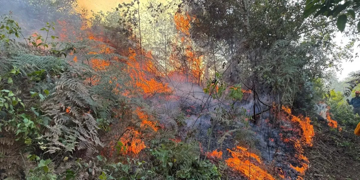 Brigadas controlan incendio forestal en Huauchinango