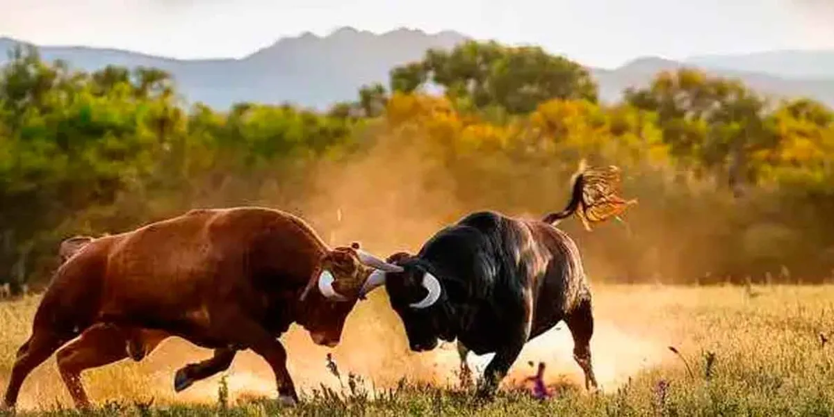 Corridas de toros sin sangre podrían extinguir la raza brava en México, afirman ganaderos 