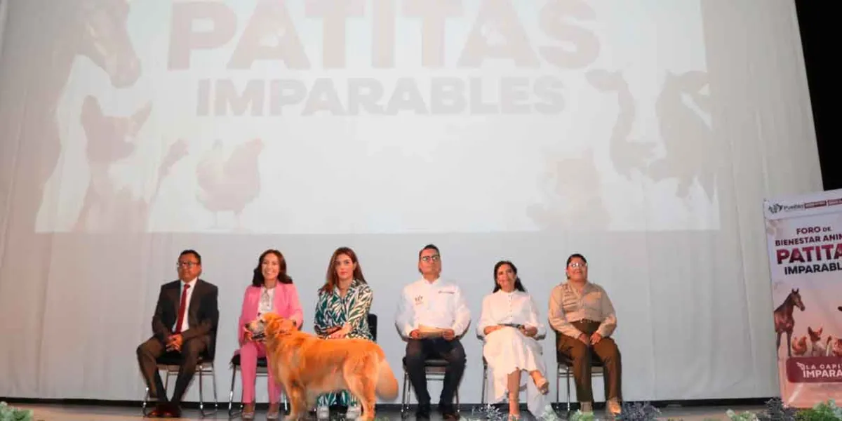 Se busca reforzar los mecanismos en materia administrativa y penal para investigar o, en su caso, sancionar el maltrato animal