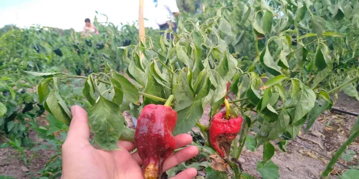 Sin daños los cultivos poblanos por falta de lluvias: Conagua