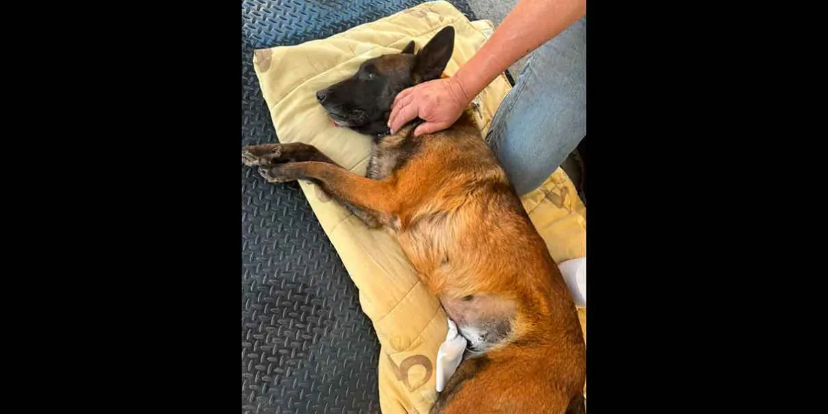 Ayuntamiento de Texmelucan busca reducir población canina y felina con jornadas de esterilización