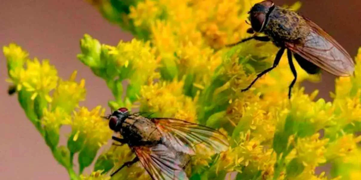 Adiós a las MOSCAS: Descubre las plantas que repelen insectos de forma natural
