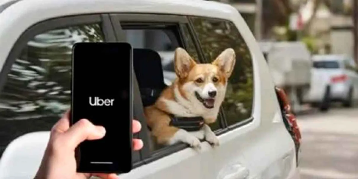 Uber lanza Uber Pet en Puebla para viajar con mascotas