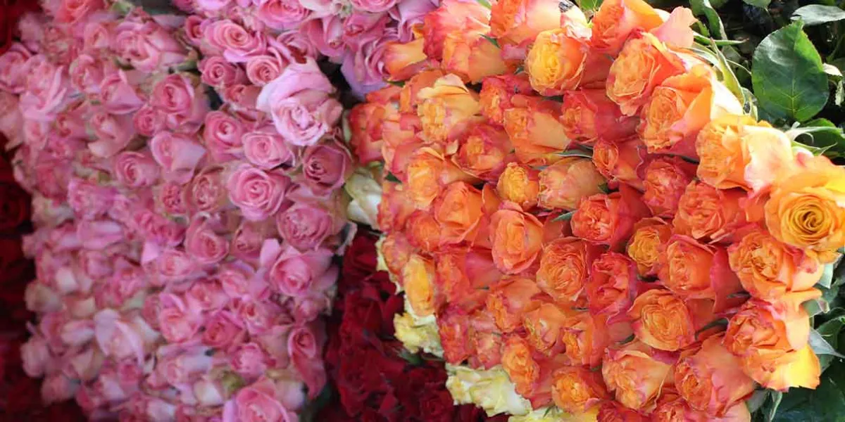 Productores de Atlixco se alista para la alta demanda de rosas por el 10 de mayo