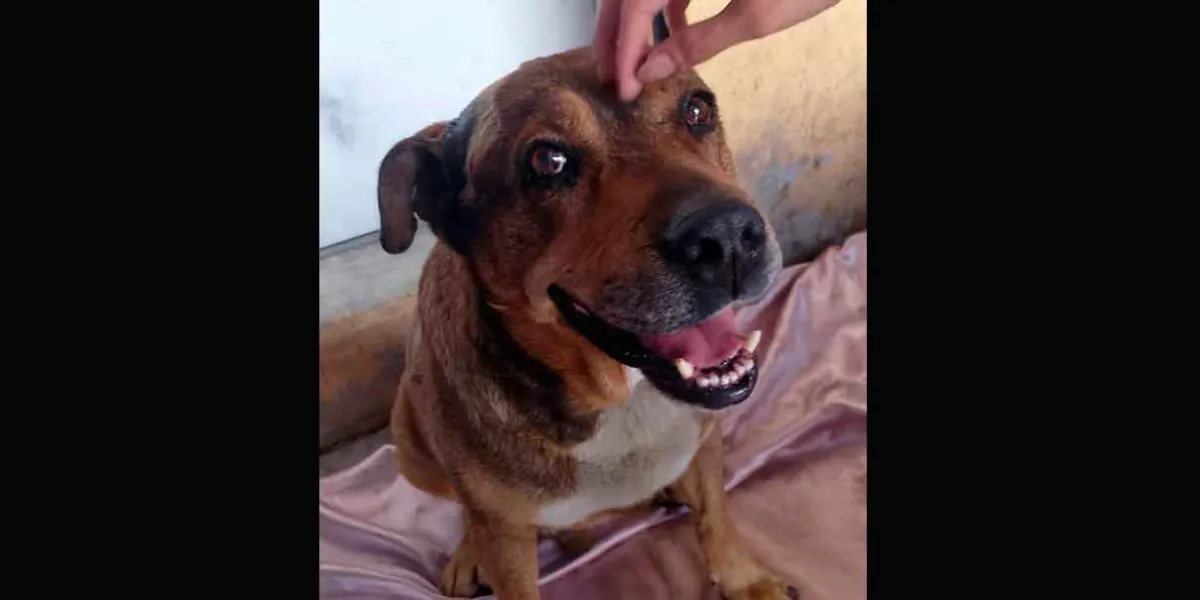 Centro de Bienestar Animal atiende a lomito agredido con arma punzocortante