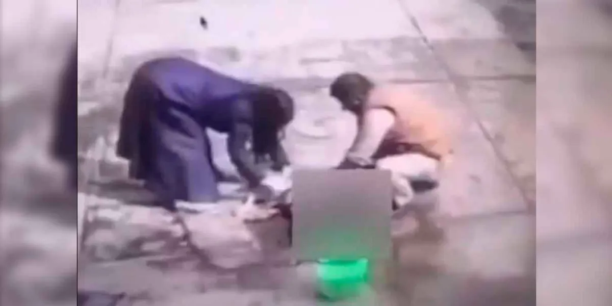 Escándalo en Ixtapaluca: video de maltrato animal desata investigación en Centro de Bienestar Animal