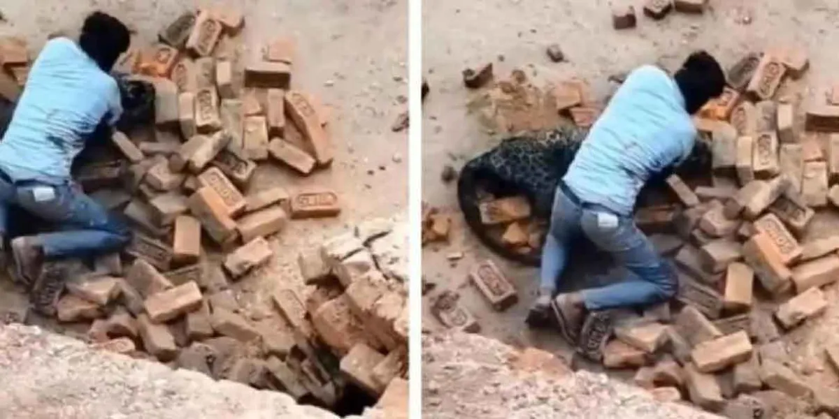 Hombre se enfrenta a puño limpio con leopardo y sobrevive para contarlo