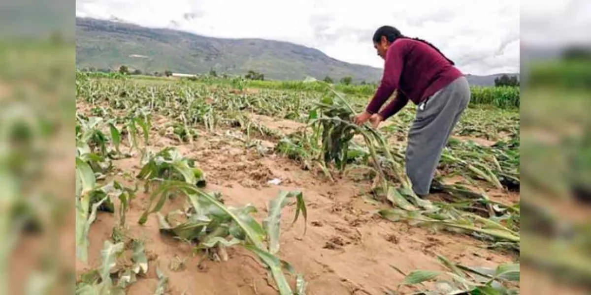 Huracanes devastan el campo mexicano; Agricultores en alerta por tercera temporada de desastres consecutiva