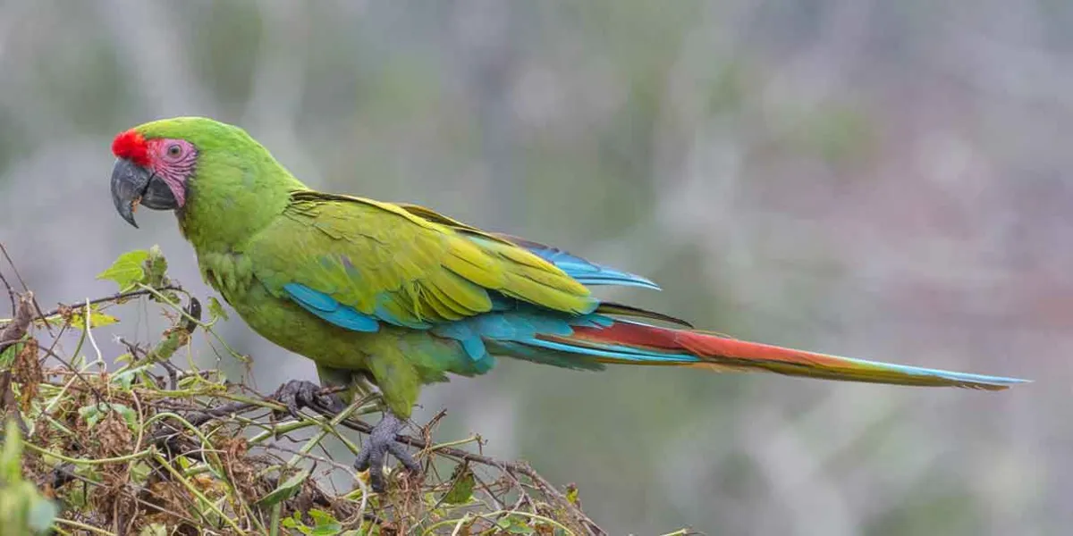 Nacen guacamayas verdes en peligro de extinción en Flor del Bosque
