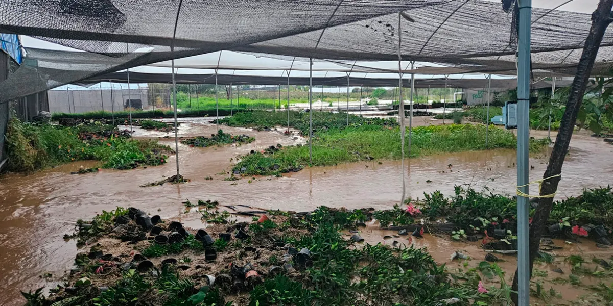 Viveristas de Atlixco sufren nuevas pérdidas tras desbordamiento de acequia en Cabrera