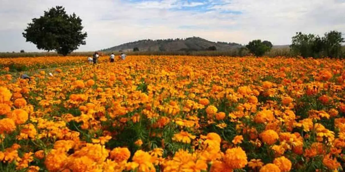 Atlixco se perfila para una temporada récord en la siembra de flor de muerto