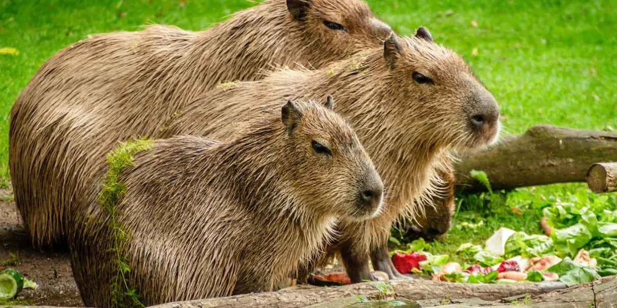 Capibaras en redes sociales: la moda que impulsa su venta ilegal y amenaza su hábitat natural