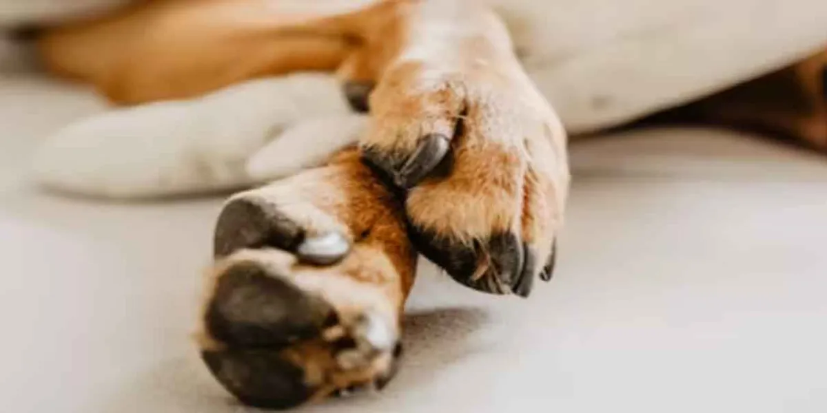 Mueren seis perritos en Tehuacán: acusan envenenamiento y exigen castigo