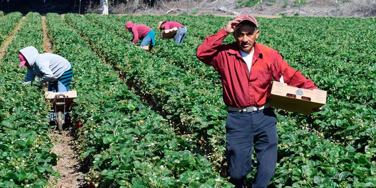 Trabajadores agrícolas de California inician huelga  por redadas de ICE: denuncian perfil racial y violencia