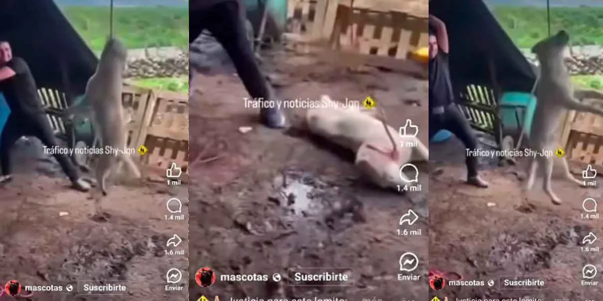 La Fiscalía de Michoacán identificó a los presuntos responsables del asesinato de un perro en Jiquilpan, caso de crueldad animal que generó indignación nacional. Organizaciones exigen justicia y castigo ejemplar.