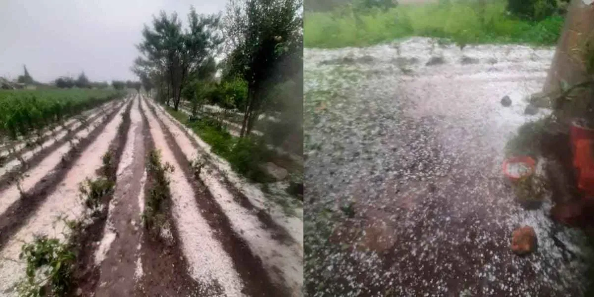 Productores de la zona de Texmelucan necesitan ayuda; granizada acabó con sus cosechas