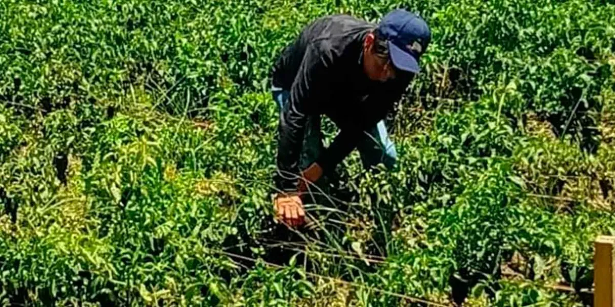 El chile poblano subirá de precio por daños de granizadas  